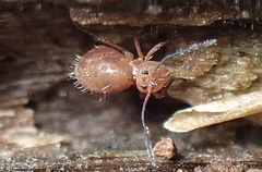 Ptenothrix unicolor