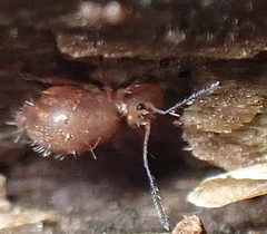 Ptenothrix unicolor