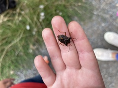 Pentatoma rufipes