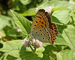 Lycaena panava