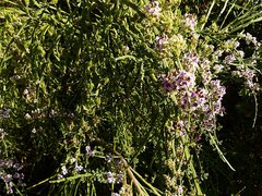 Carmichaelia odorata