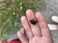 Pentatoma rufipes