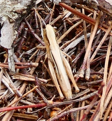 Euchorthippus elegantulus