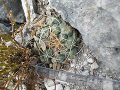 Thelocactus hexaedrophorus