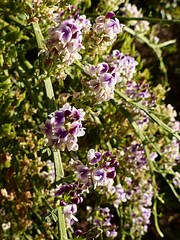 Carmichaelia odorata