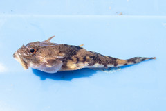 Myoxocephalus octodecemspinosus