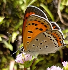 Lycaena panava