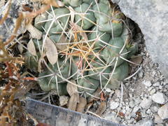 Thelocactus hexaedrophorus