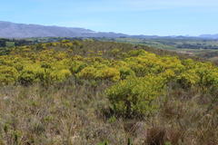 Leucadendron microcephalum
