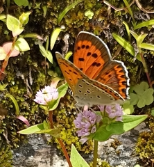Lycaena panava