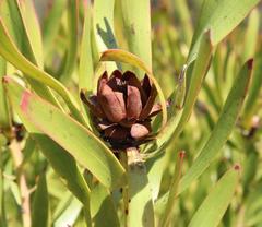 Leucadendron microcephalum