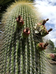Cephalocereus polylophus