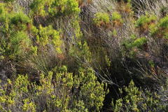 Melaleuca subulata