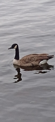 Branta canadensis