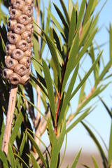 Melaleuca subulata