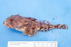Myoxocephalus