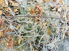 Thelocactus hexaedrophorus
