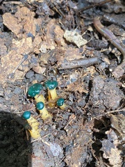 Leotia viscosa