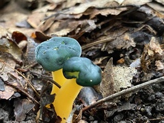 Leotia viscosa