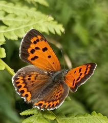 Lycaena panava