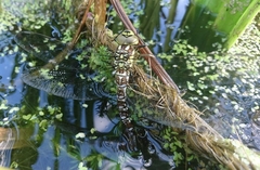Aeshna cyanea