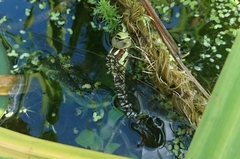Aeshna cyanea
