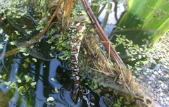 Aeshna cyanea
