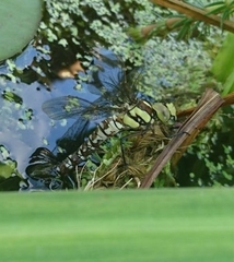 Aeshna cyanea