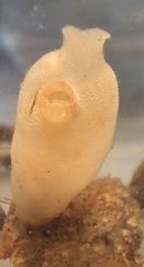 Halocynthia pyriformis