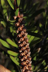 Melaleuca pachyphylla