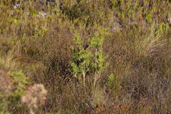 Melaleuca pachyphylla