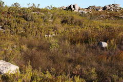 Melaleuca pachyphylla
