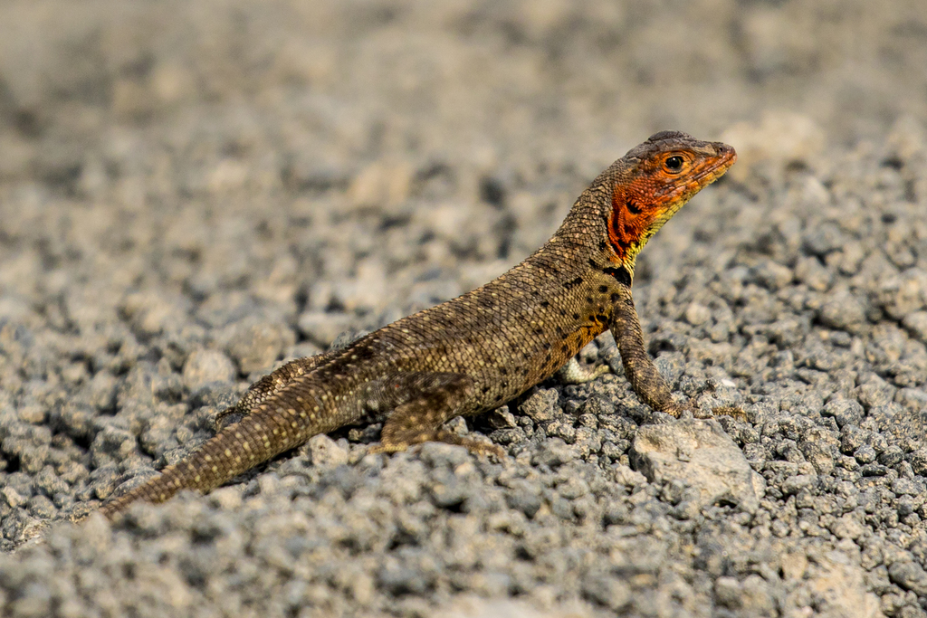 Isabela Lava Lizard