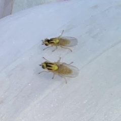Thaumatomyia notata