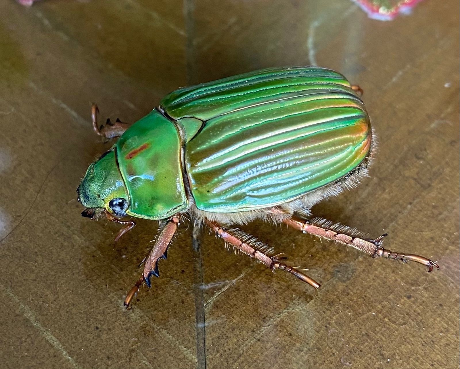 アカスジウグイスコガネ (Chrysina adelaida) · iNaturalist