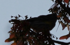 Setophaga coronata coronata