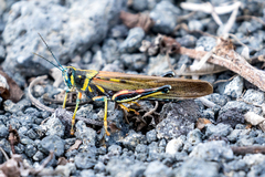 Schistocerca melanocera