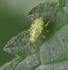 Liocoris tripustulatus