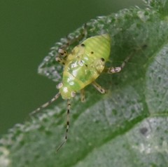 Liocoris tripustulatus