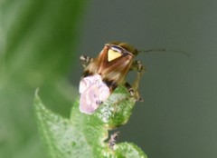 Liocoris tripustulatus