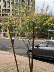 Parkinsonia
