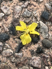 Parkinsonia