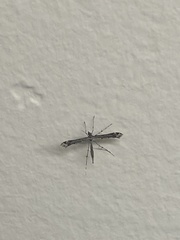 Anstenoptilia
