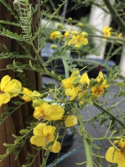 Parkinsonia