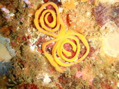 Tambja capensis