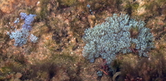 Sansibia
