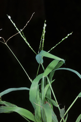 Digitaria bicornis