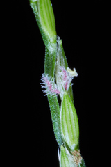 Digitaria bicornis