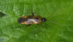 Plagiognathus arbustorum