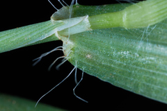 Digitaria bicornis